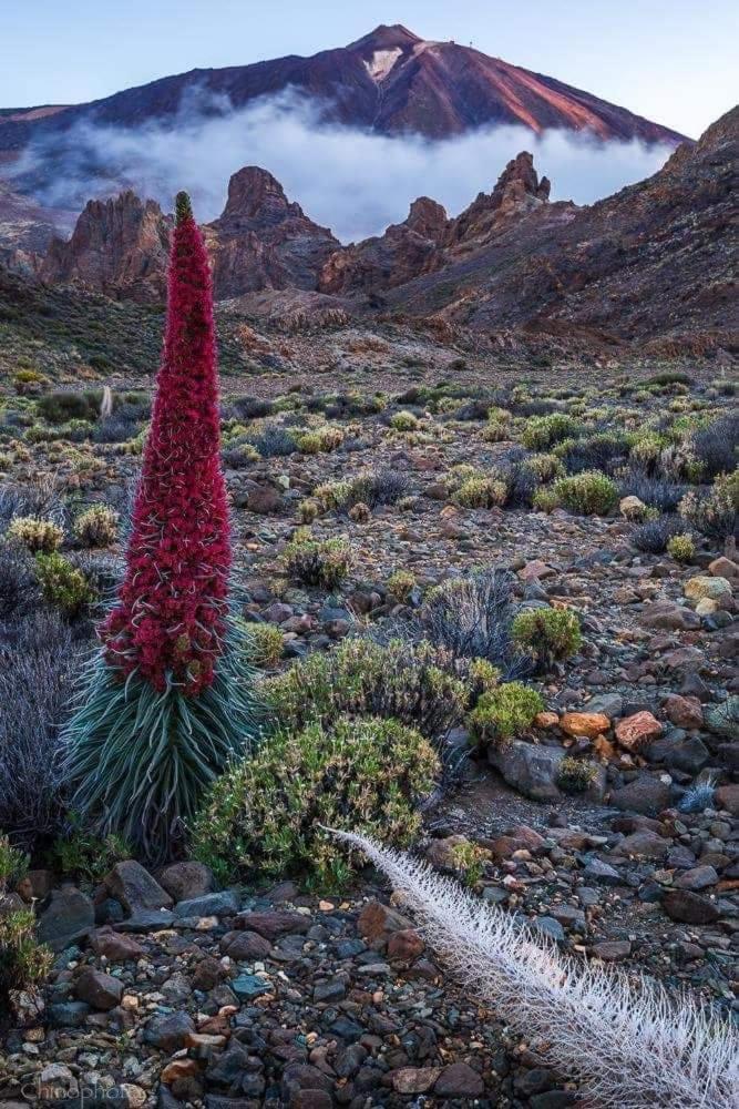 La Casita Ma Petite Folie Tenerife Санта Крус де Тенерифе Екстериор снимка